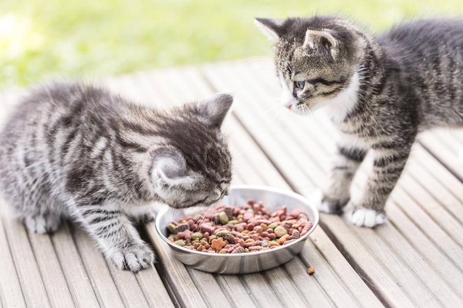 Quelle alimentation pour mon chaton ?